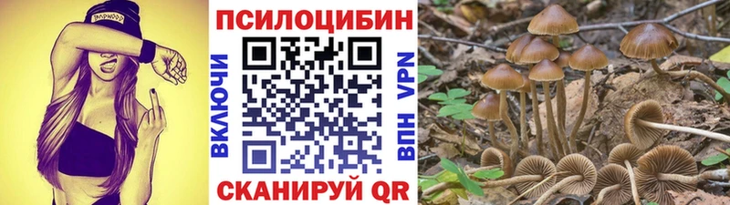 мега как зайти  Эртиль  Псилоцибиновые грибы MAGIC MUSHROOMS 